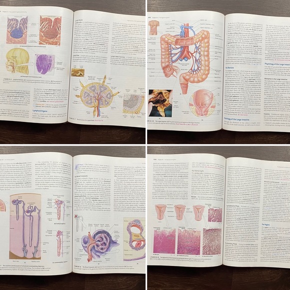 🔬 College Textbook Fundamentals of Anatomy and Physiology 7th Addition - Picture 14 of 16